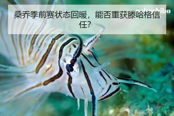 桑乔季前赛状态回暖，能否重获滕哈格信任？